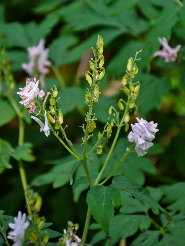 Image of Corydalis multiflora specimen.