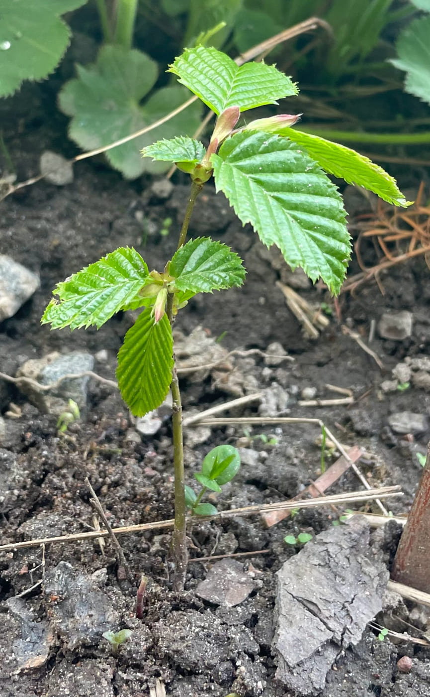 Изображение особи Carpinus betulus.