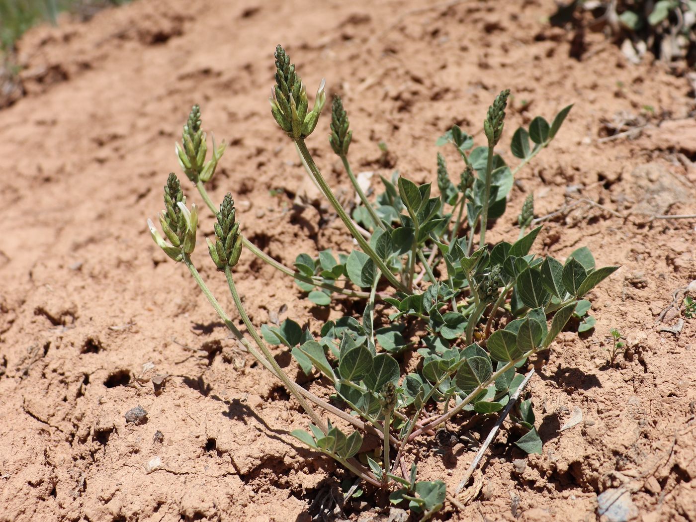 Image of Astragalus megalomerus specimen.