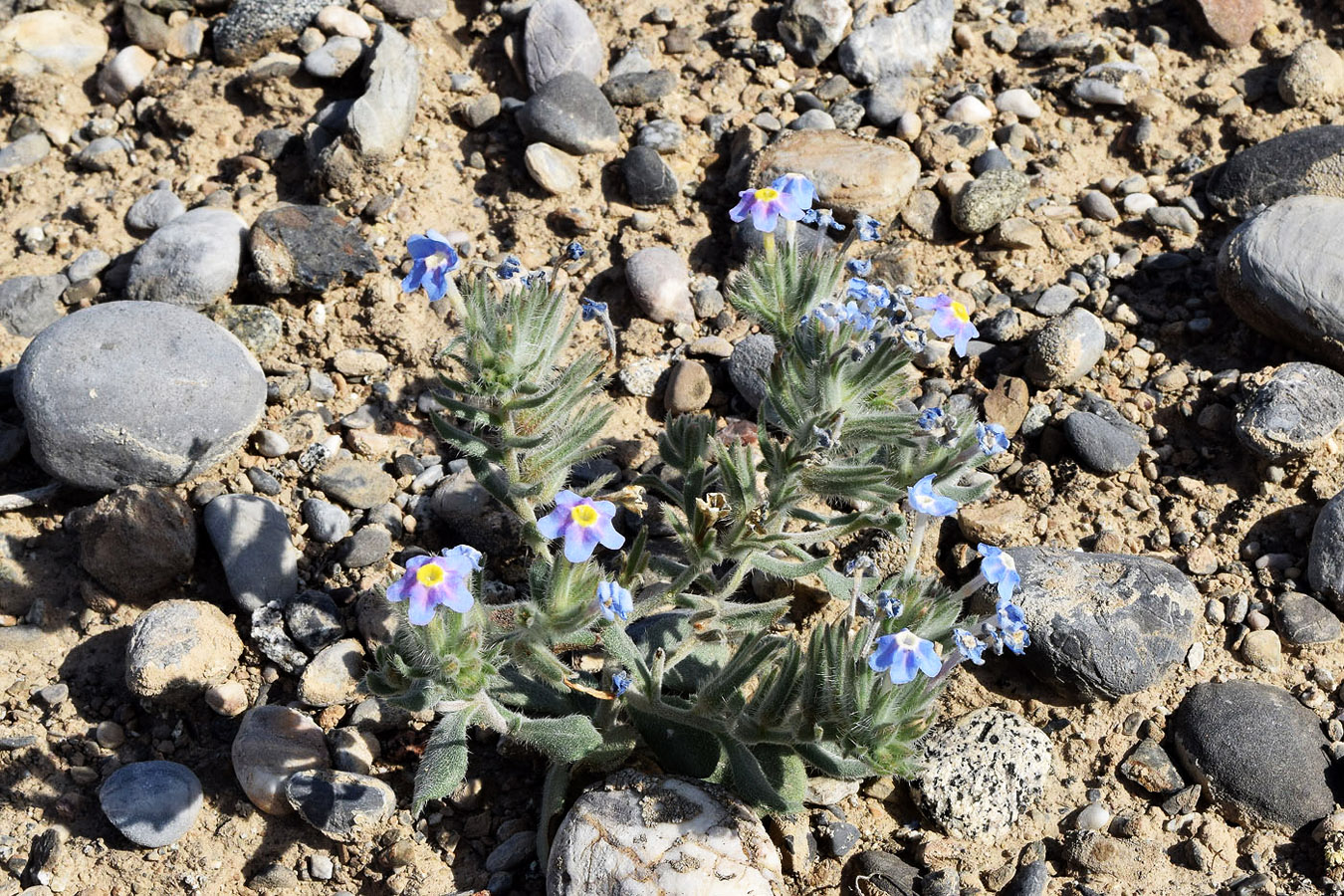 Image of Arnebia obovata specimen.