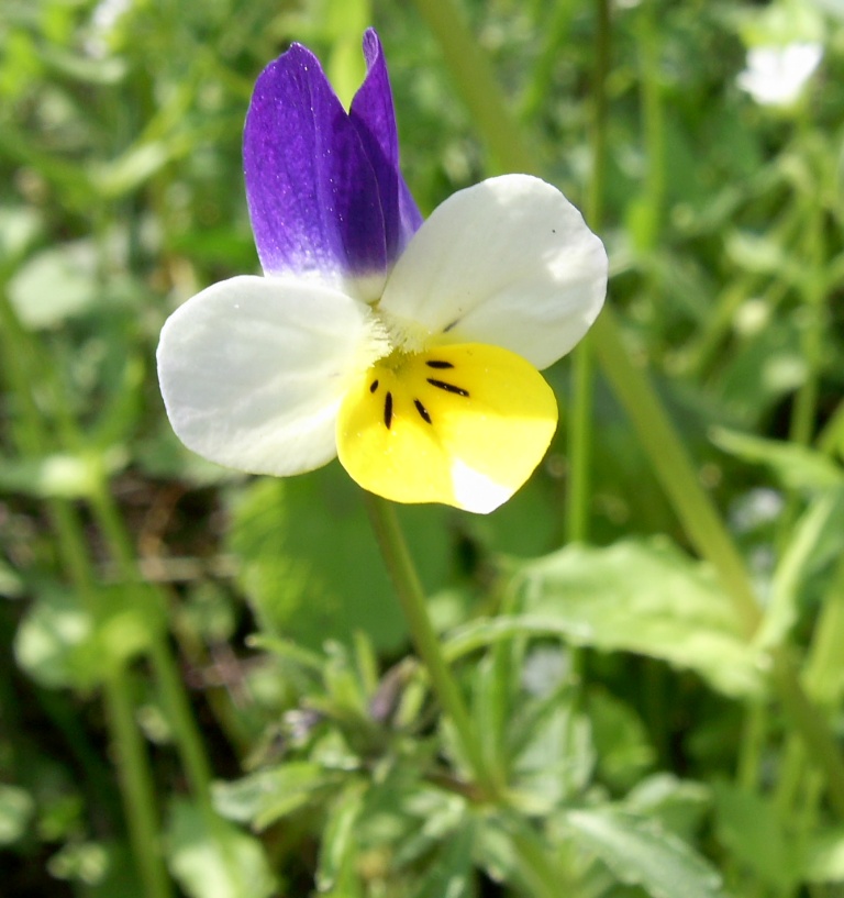 Image of Viola lavrenkoana specimen.