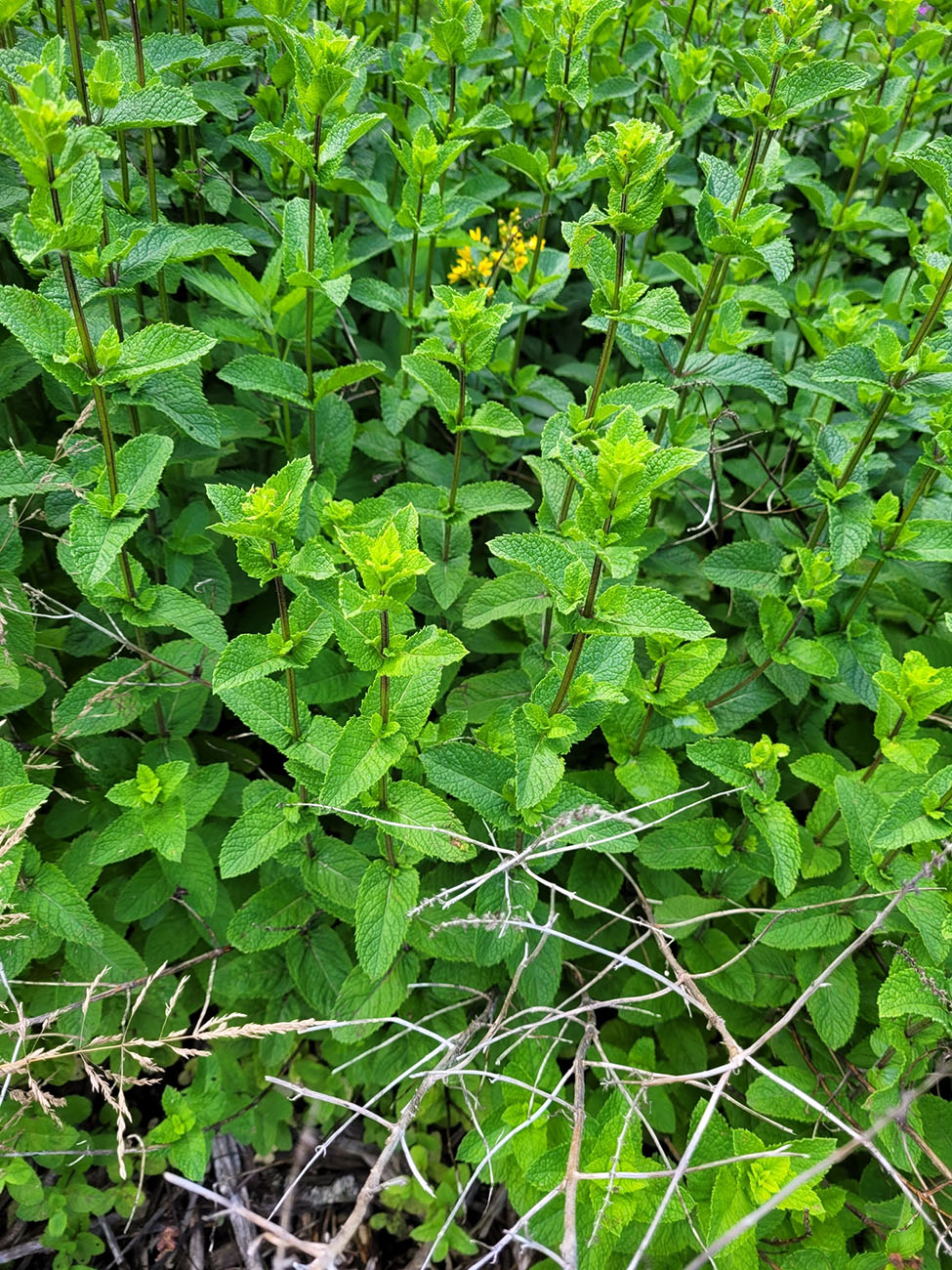 Image of Mentha spicata specimen.