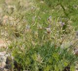 Astragalus falcigerus