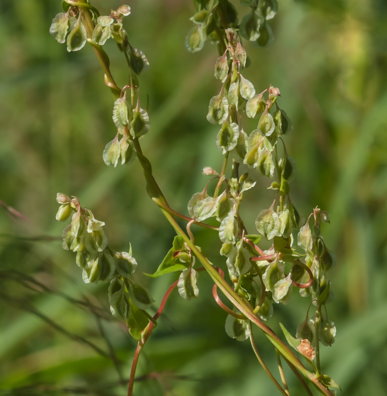 Image of Fallopia dumetorum specimen.