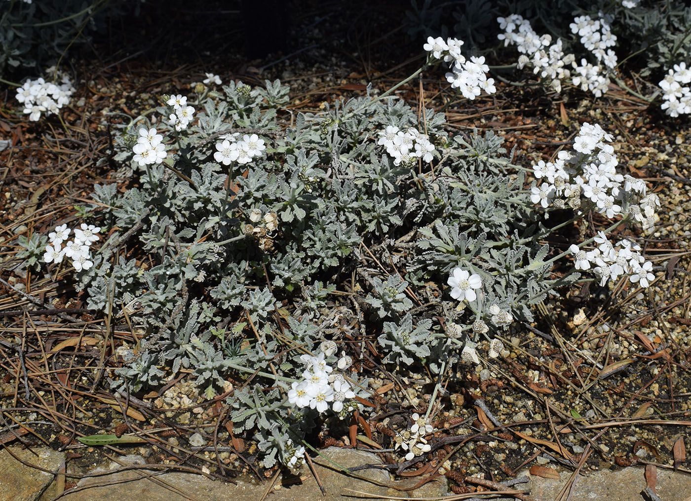 Image of Achillea umbellata specimen.