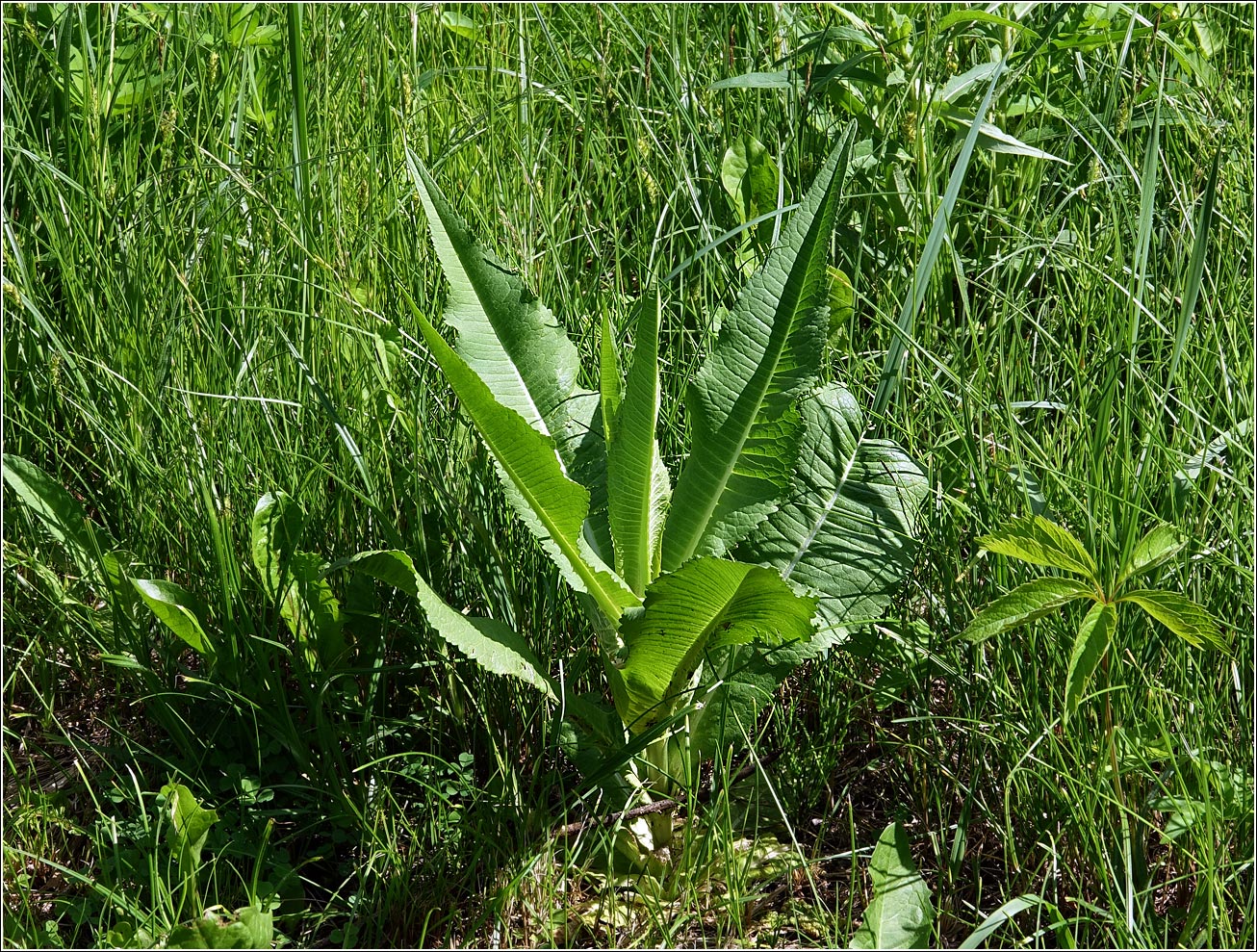 Изображение особи Dipsacus fullonum.