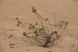 Euphorbia seguieriana