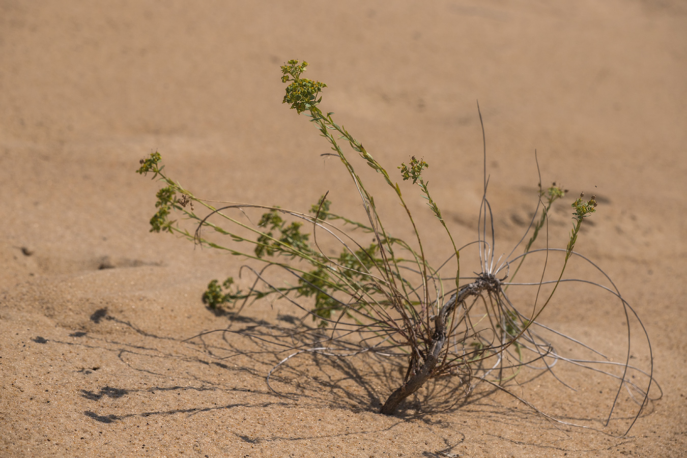 Image of Euphorbia seguieriana specimen.