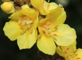 Verbascum densiflorum