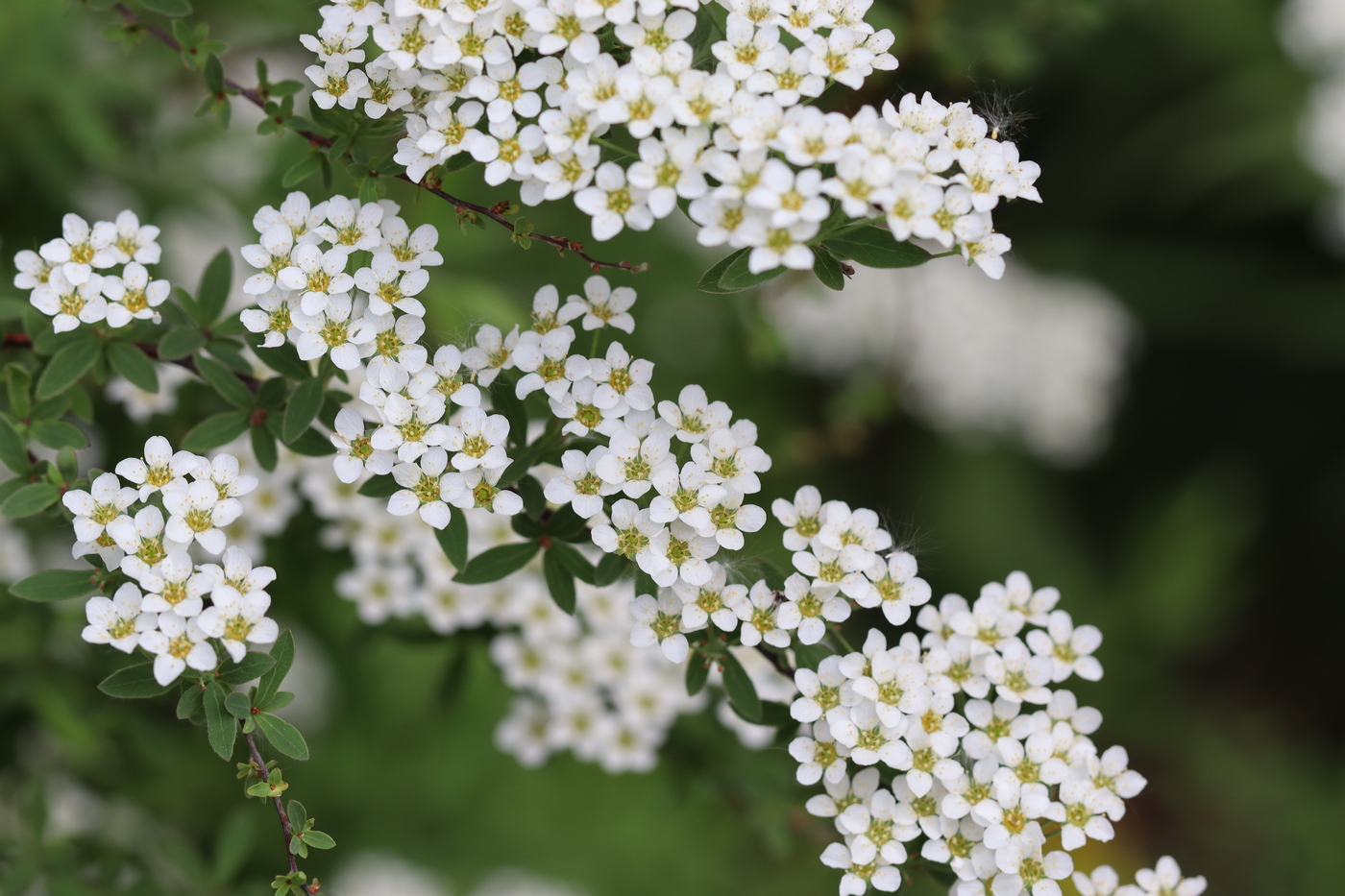 Image of Spiraea hypericifolia specimen.