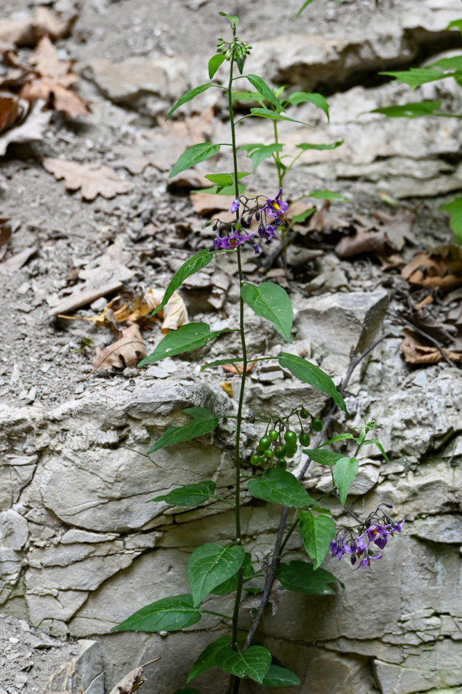 Изображение особи Solanum dulcamara.