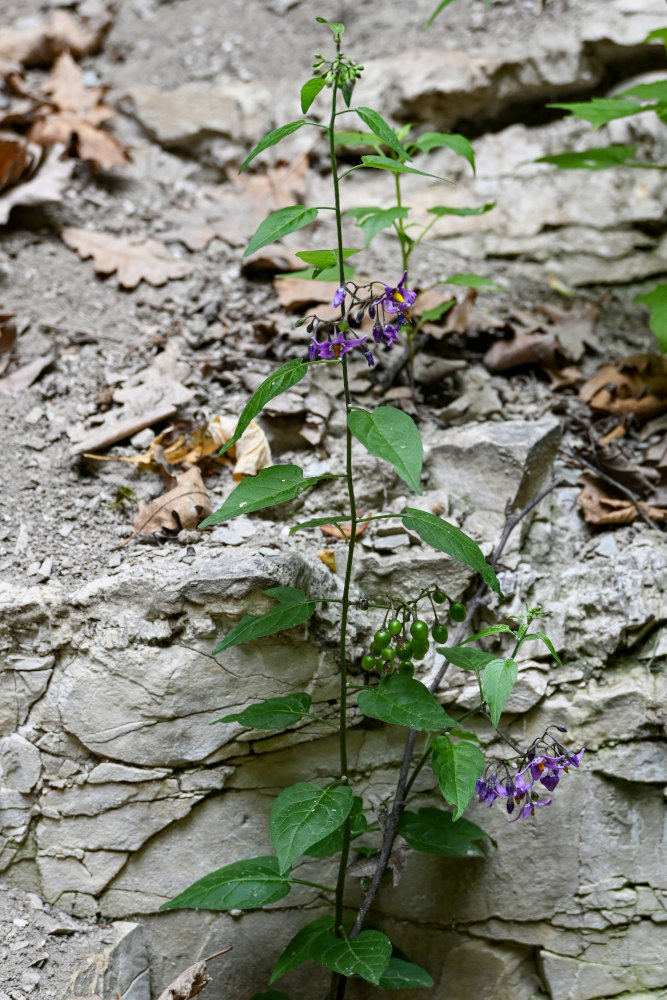 Image of Solanum dulcamara specimen.