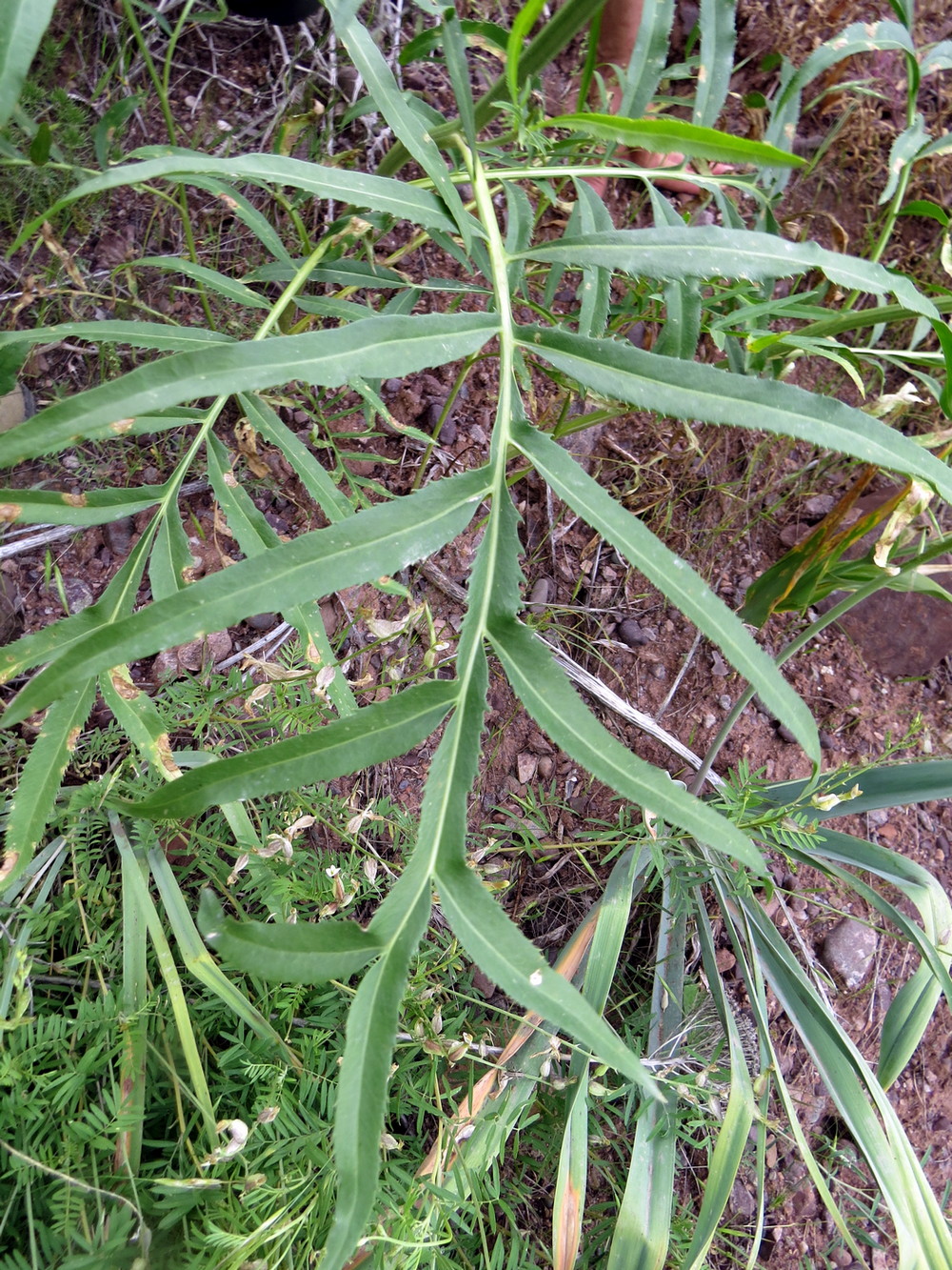 Изображение особи Rhaponticoides gontscharovii.