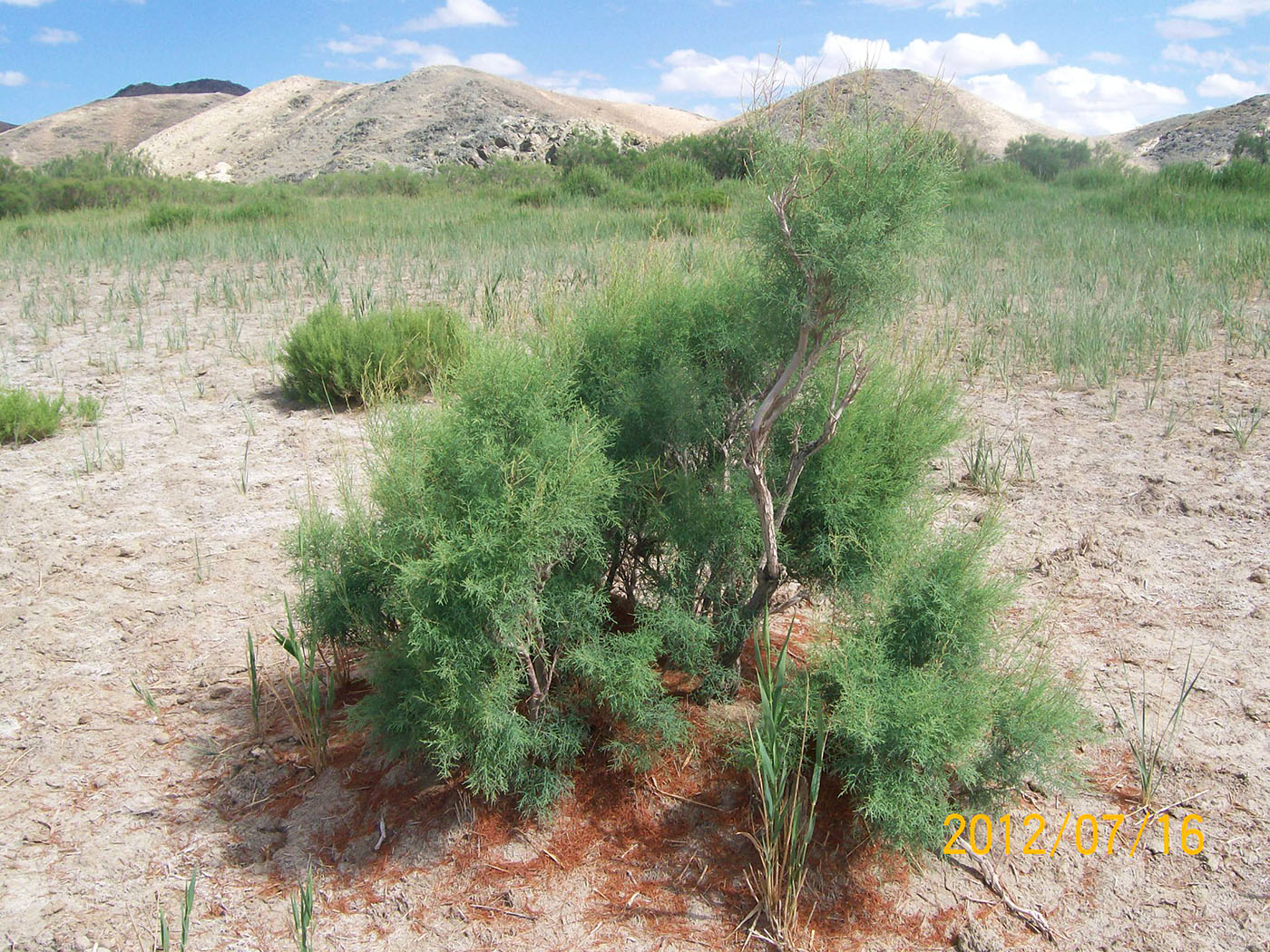 Изображение особи Tamarix gracilis.