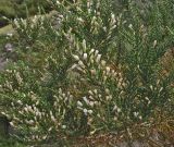 Fabiana imbricata