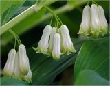 Polygonatum multiflorum