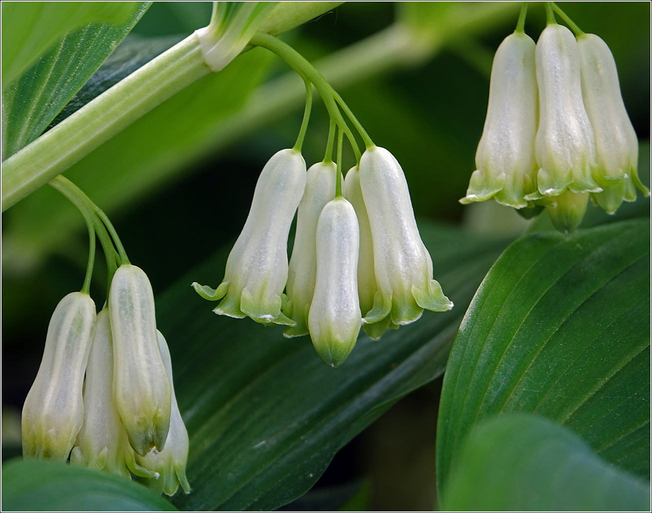 Image of Polygonatum multiflorum specimen.