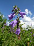 Campanula rapunculoides. Соцветие с бутонами, цветками и завязями. Кемерово, луг на месте заброшенных садовых участков. 22.07.2017.