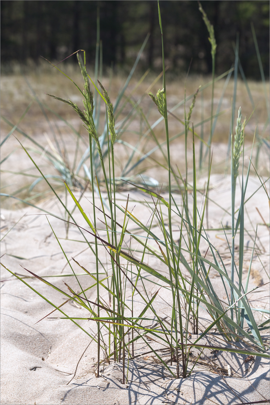 Image of Calamagrostis meinshausenii specimen.