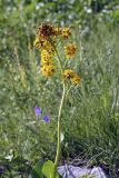 Ligularia heterophylla. Верхушка растения с соцветиями. Южный Казахстан, Таласский Алатау, ущелье Коксай.