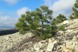 Pinus pallasiana. Молодое дерево. Краснодарский край, м/о г. Новороссийск, хр. Маркотх, заброшенная стройка объездной дороги, дно разреза под высоким обрывом. 03.01.2023.