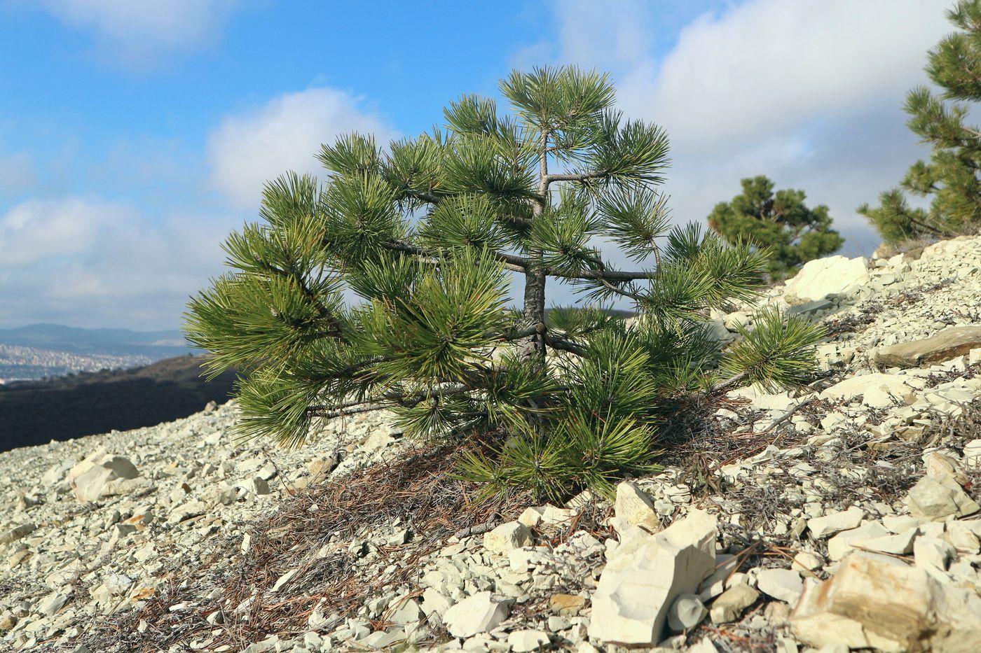 Изображение особи Pinus pallasiana.