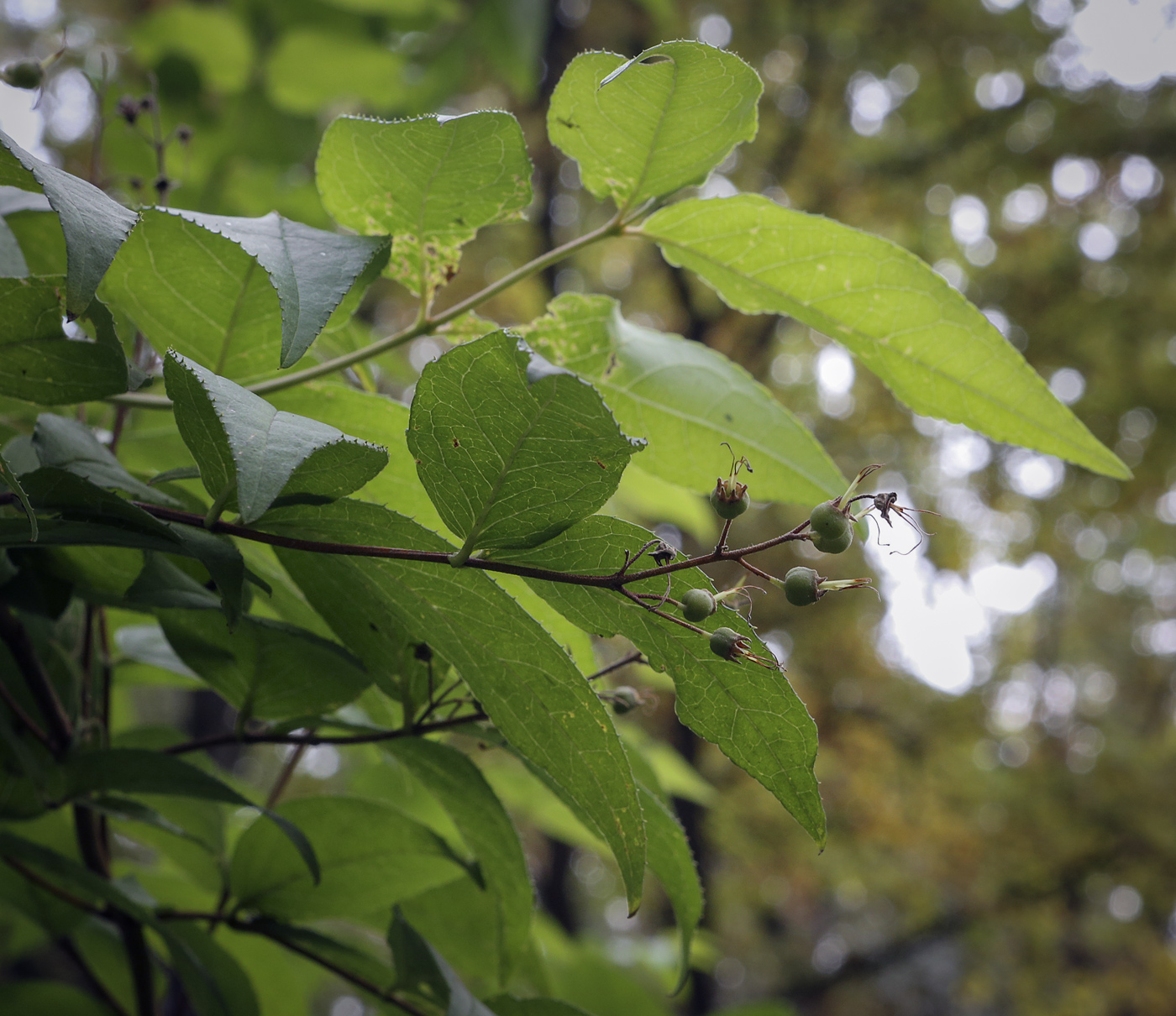 Image of genus Deutzia specimen.