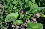 Arisarum simorrhinum