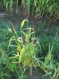 Echinochloa esculenta