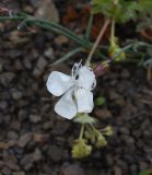 genus Dianthus