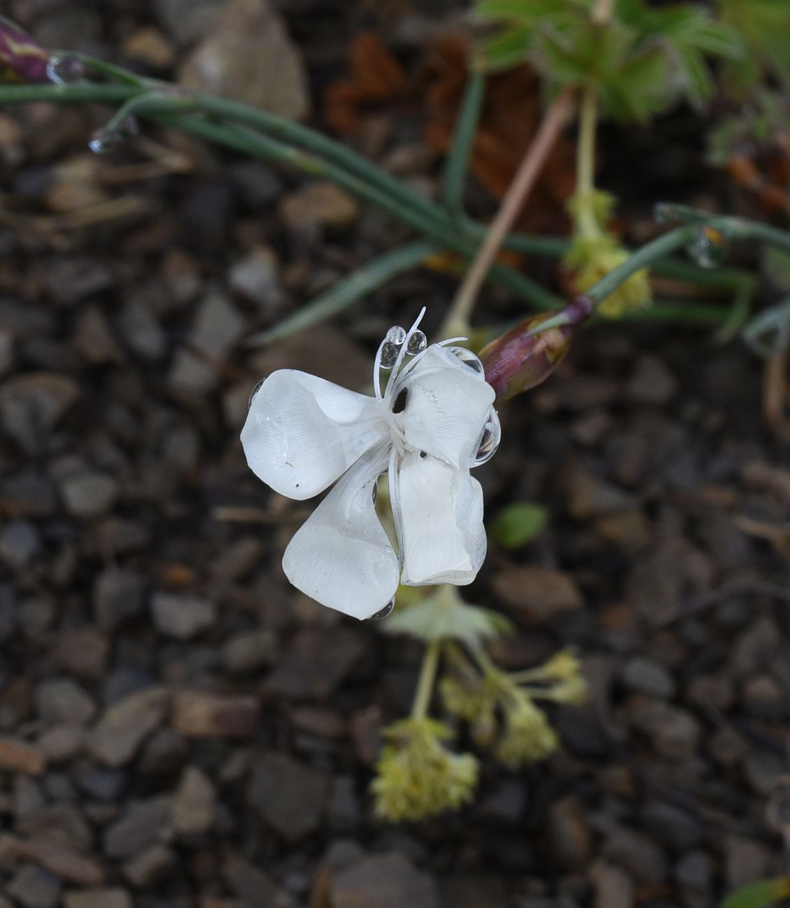 Изображение особи род Dianthus.