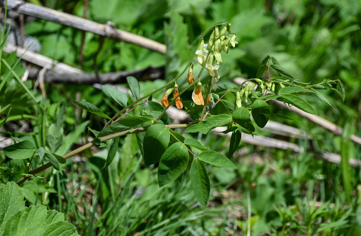 Image of Lathyrus gmelinii specimen.