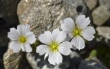 Cerastium undulatifolium. Цветки. Республика Северная Осетия-Алания, Ирафский р-н, Большой Кавказ, верхняя часть долины р. Бартуидон, конечная морена ледника Бартуй, ≈ 2690 м н.у.м., между камней. 11.07.2021.