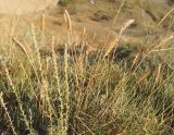 Agropyron desertorum. Плодоносящие растения. Крым, г/о Феодосия, Енишарские горы, хр. Джан-Кутаран, степной глинистый склон. 22.08.2021.