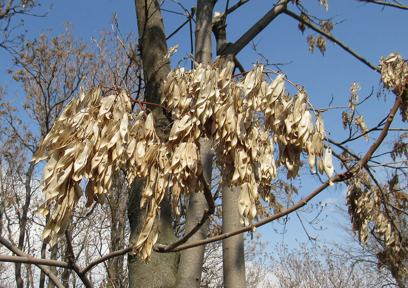 Изображение особи Ailanthus altissima.