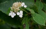 Hydrangea paniculata. Верхушка побега с соцветием. Курильские о-ва, о-в Кунашир, берег оз. Лагунное, опушка широколиственного леса. 18.08.2022.