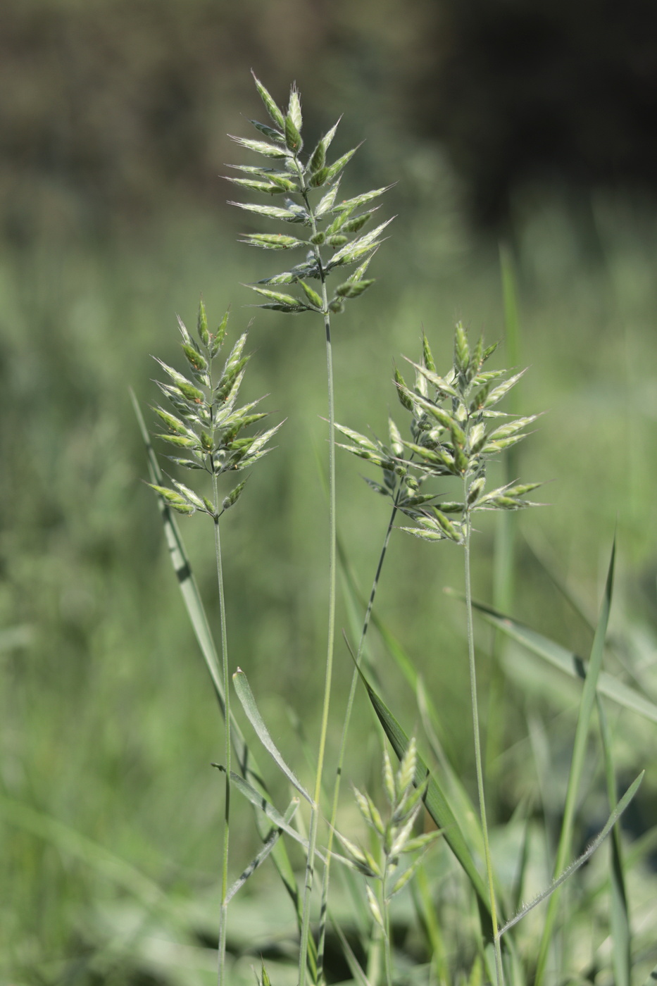 Изображение особи Bromus hordeaceus.