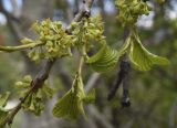 Rhamnus alpina
