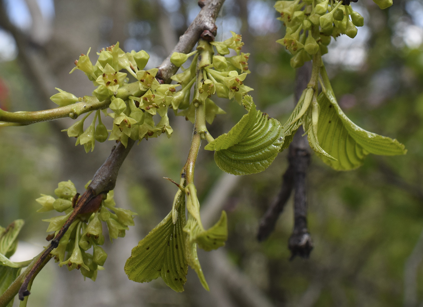 Image of Rhamnus alpina specimen.