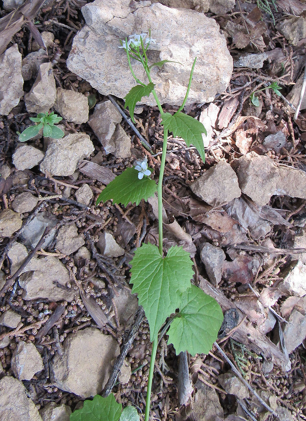 Image of Alliaria petiolata specimen.