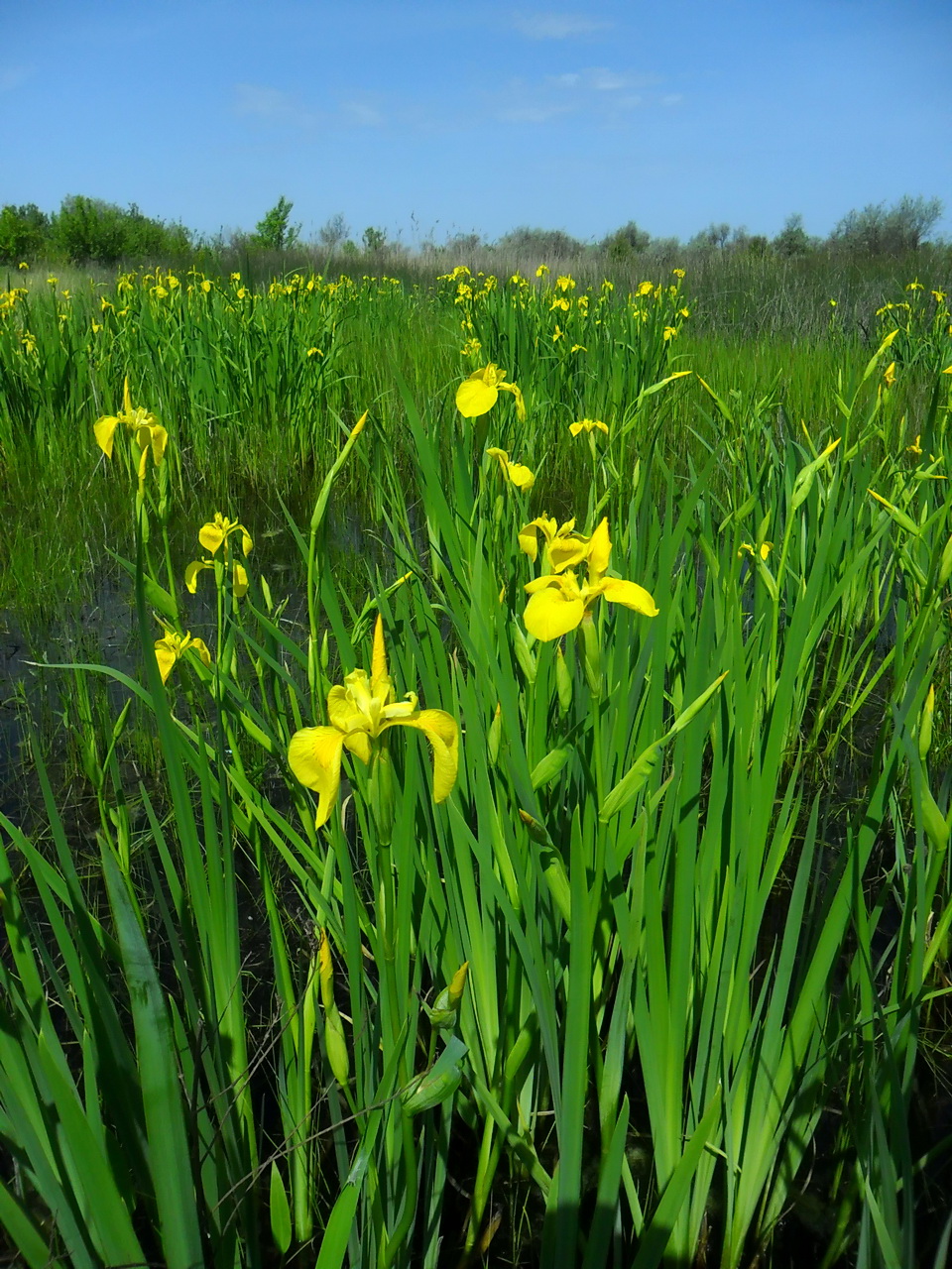 Изображение особи Iris pseudacorus.