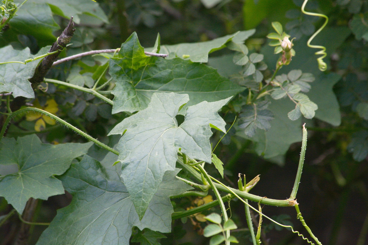 Image of Bryonia alba specimen.