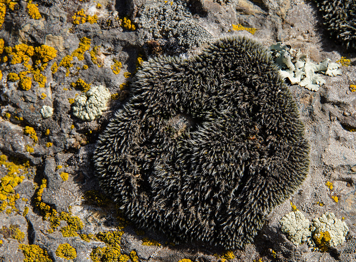 Image of class Bryopsida specimen.