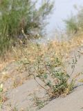 Erodium oxyrhynchum. Цветущее и плодоносящее растение. Узбекистан, Ферганская обл., Язъяванский р-н, Язъяванские пески, частично закреплённые дюны. 16 мая 2023 г.