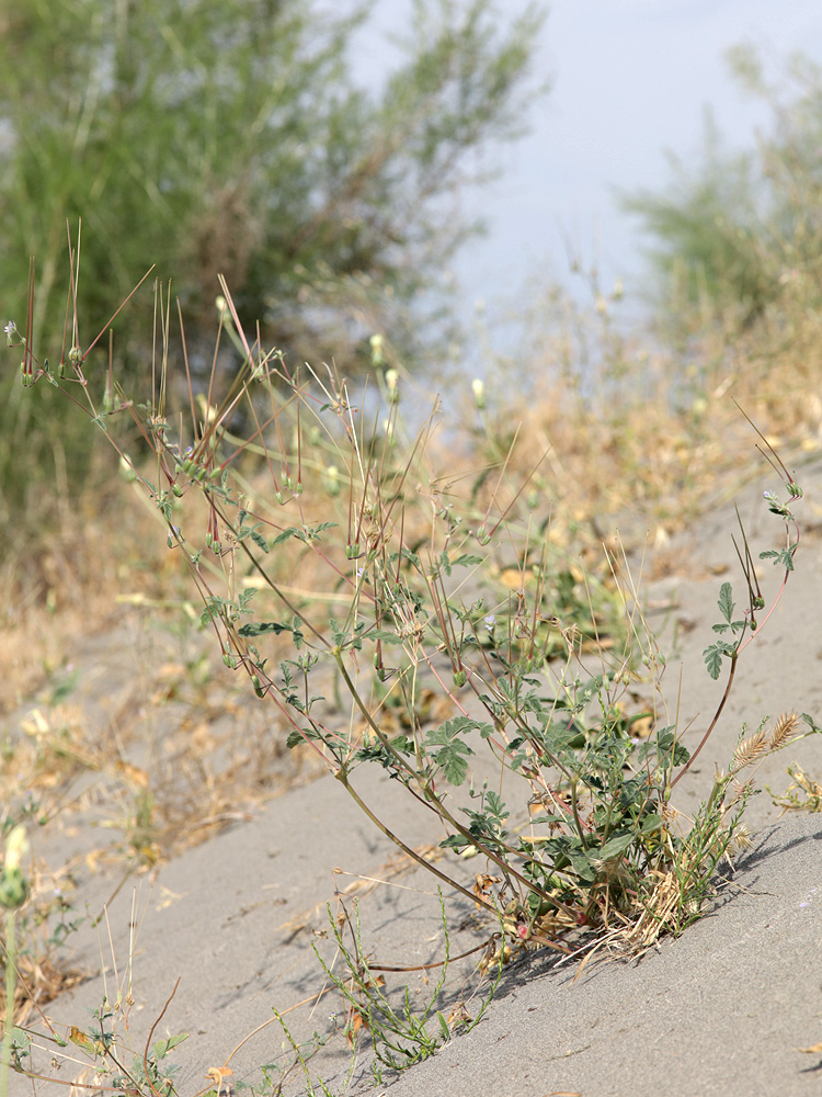 Image of Erodium oxyrhynchum specimen.
