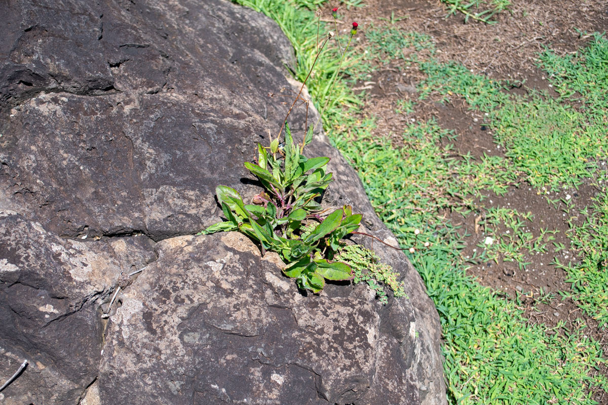 Image of Emilia coccinea specimen.