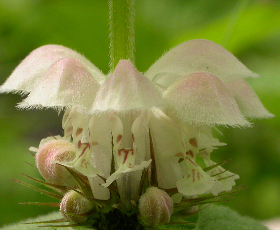 Image of Lamium barbatum specimen.