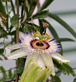 Passiflora caerulea