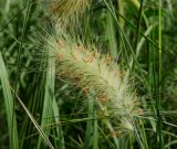 Pennisetum alopecuroides