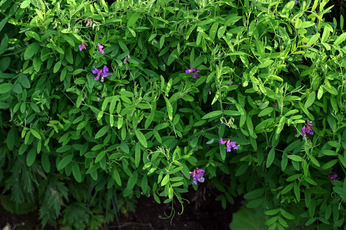 Изображение особи Lathyrus pilosus.
